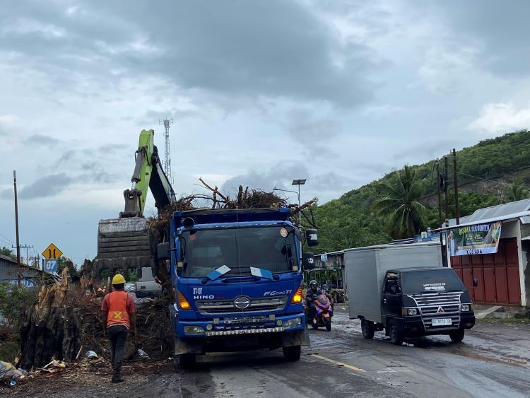 Rawan Pohon Tua di Pinggir Jalan, Pengendara di jalur Trans Sulawesi di Himbau Waspada