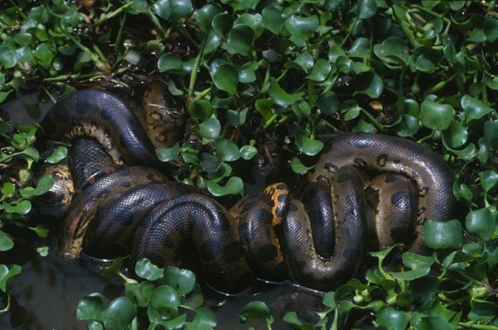 Peneliti Temukan Spesies Ular Anaconda Baru di Hutan Amazon