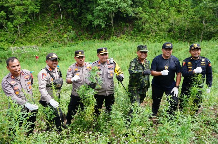 BNN Musnahkan 4 Hektar Lahan Berisi 7 Ton Ganja Siap Panen di Aceh