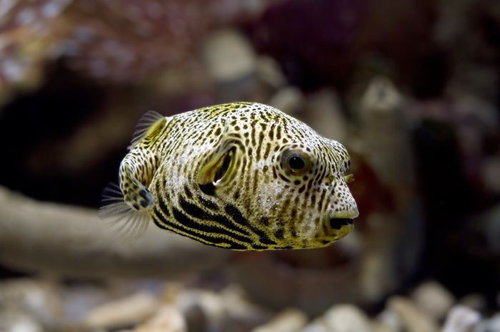 Ibu dan 2 Anaknya Meninggal Dunia Usai Konsumsi Telur Ikan Buntal