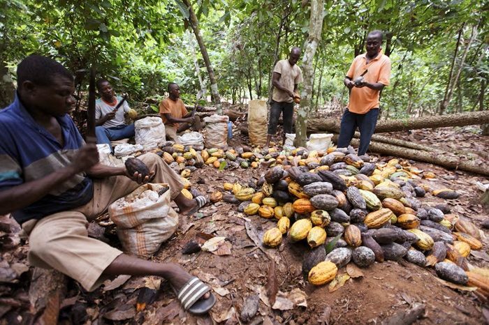 Afrika Barat Diterpa Gelombang Panas Ekstrem, Harga Kakao Naik Drastis