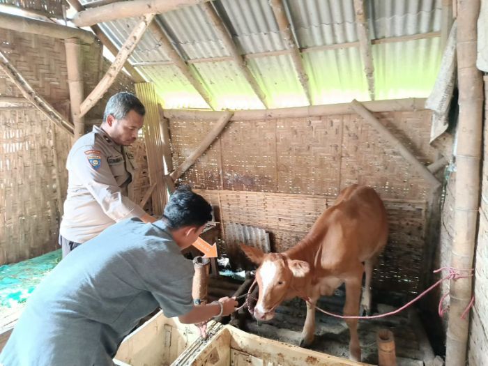 Sakit Hati Diputus Sepihak, Pemuda Jember Nekat Curi Sapi Milik Tunangannya
