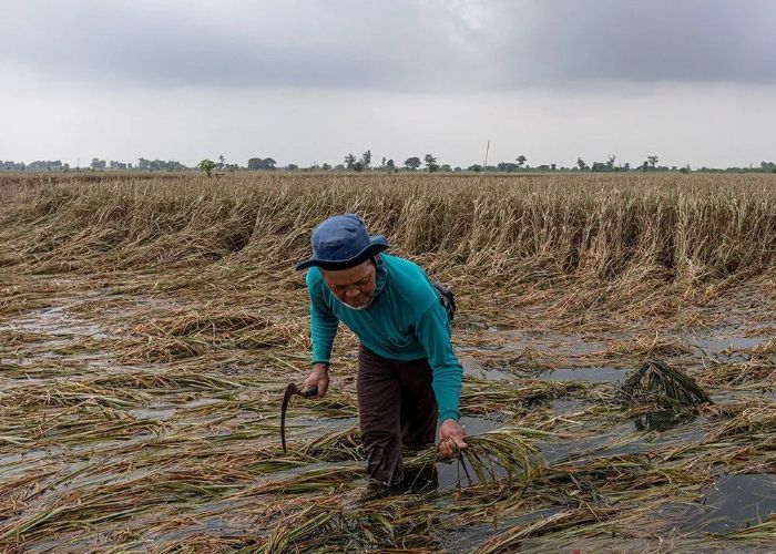 Gagal Panen Akibat Banjir, Petani di Demak Merugi hingga Rp100 M