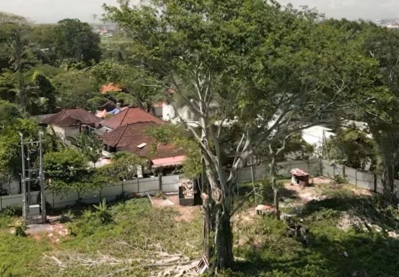 Pohon Berumur 100 Tahun di Bali Ditebang Demi Beach Club, Tuai Kemarahan Netizen 