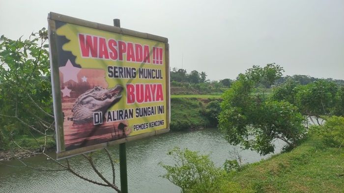 Buaya Muara Sering Muncul di Sungai Kencong Jember, Diduga Berjumlah 5 Ekor