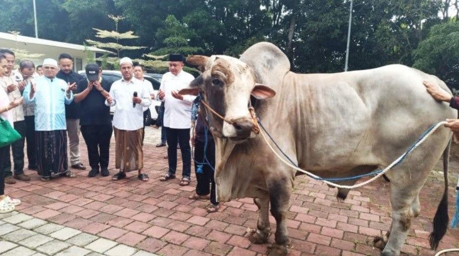 Turut Merayakan Momentum Idul Adha, Prabowo Sumbang 48 Ekor Sapi