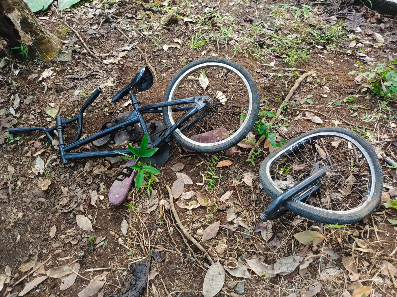 Izin Main Bersepeda Berujung Tragis, Kakek di Jember Syok Dapati Cucunya Tewas Usai Tabrak Pohon Karet