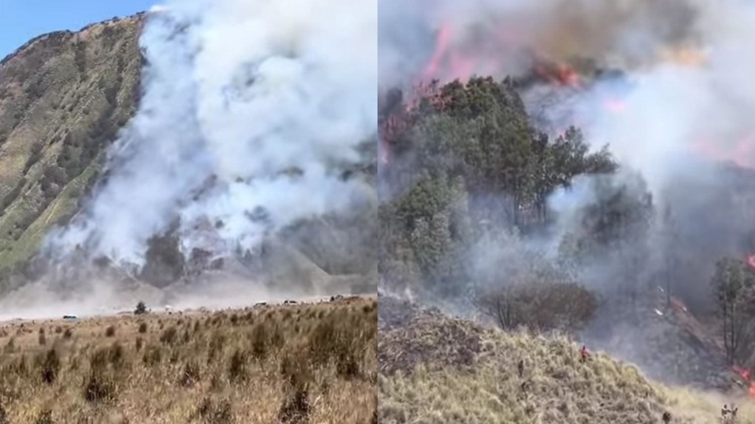 50 Hektar Kawasan Gunung Bromo Hangus Akibat Kebakaran, Berikut Info Terkini dari BBTN!
