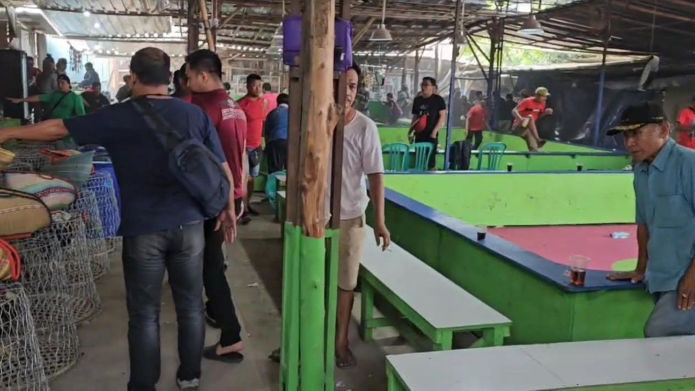 Kasus Sabung Ayam di Bekasi, 58 Orang Jadi Tersangka!