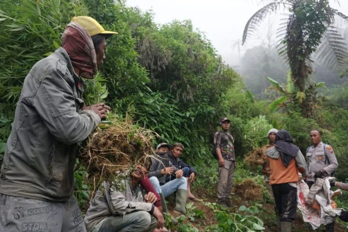6 Fakta Kepolisian Temukan 38 Ribu Tanaman Ganja di Taman Nasional Bromo