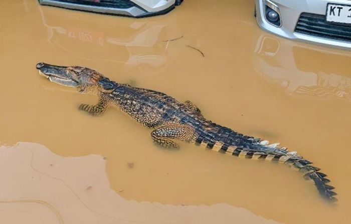 Hoaks Buaya di Bontang Bikin Geger Warga, Petugas Damkar Turun Tangan
