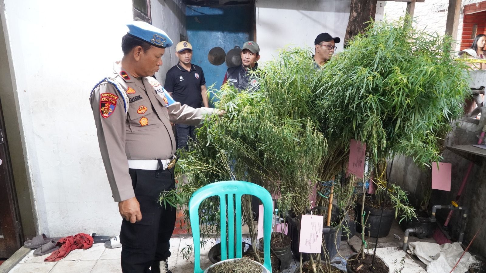 Nekat Tanam Ganja di Genteng Pakai Pot, Pria di Cengkareng Diciduk Polisi