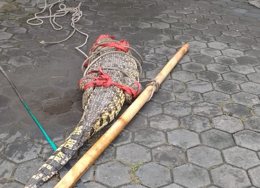 Heboh! Buaya Sepanjang 3 Meter Muncul di Pemukiman Padat Kota Jogja, 5 Personil Damkar Lakukan Evakuasi
