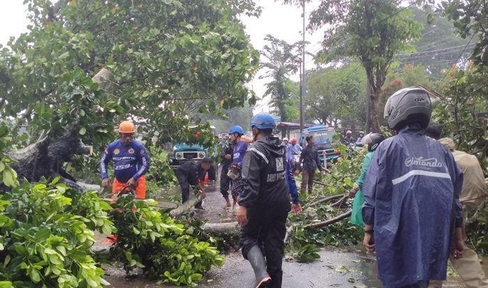 Pohon Raksasa Tumbang Tutup Akses Jalan ke Bandara Notohadinegoro Jember