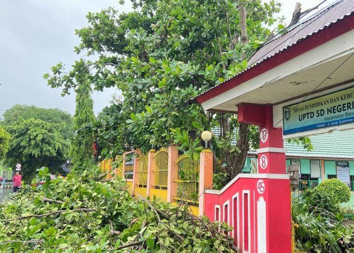Pohon Tumbang Melanda Kota Parepare Imbas Cuaca Ekstrem