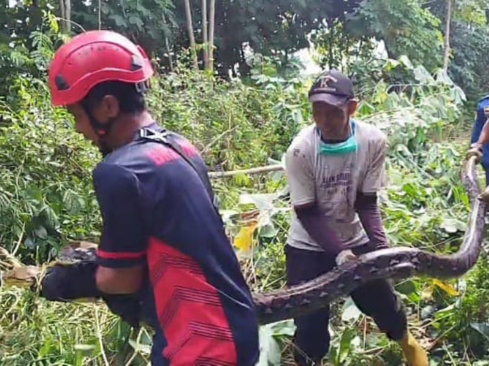 Geger! Piton 4 Meter Bersarang di Kebun Warga Boyolali, Diduga Sudah Mangsa 3 Angsa