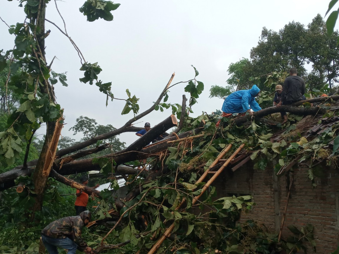 Hujan Deras dan Angin Kencang di Boyolali, Pohon Tumbang Timpa Rumah dan Mobil