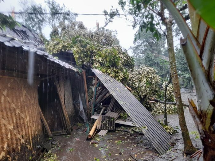Diterjang Angin Puting Beliung, Puluhan Rumah di Jember Ambruk dan Tertimpa Pohon Tumbang