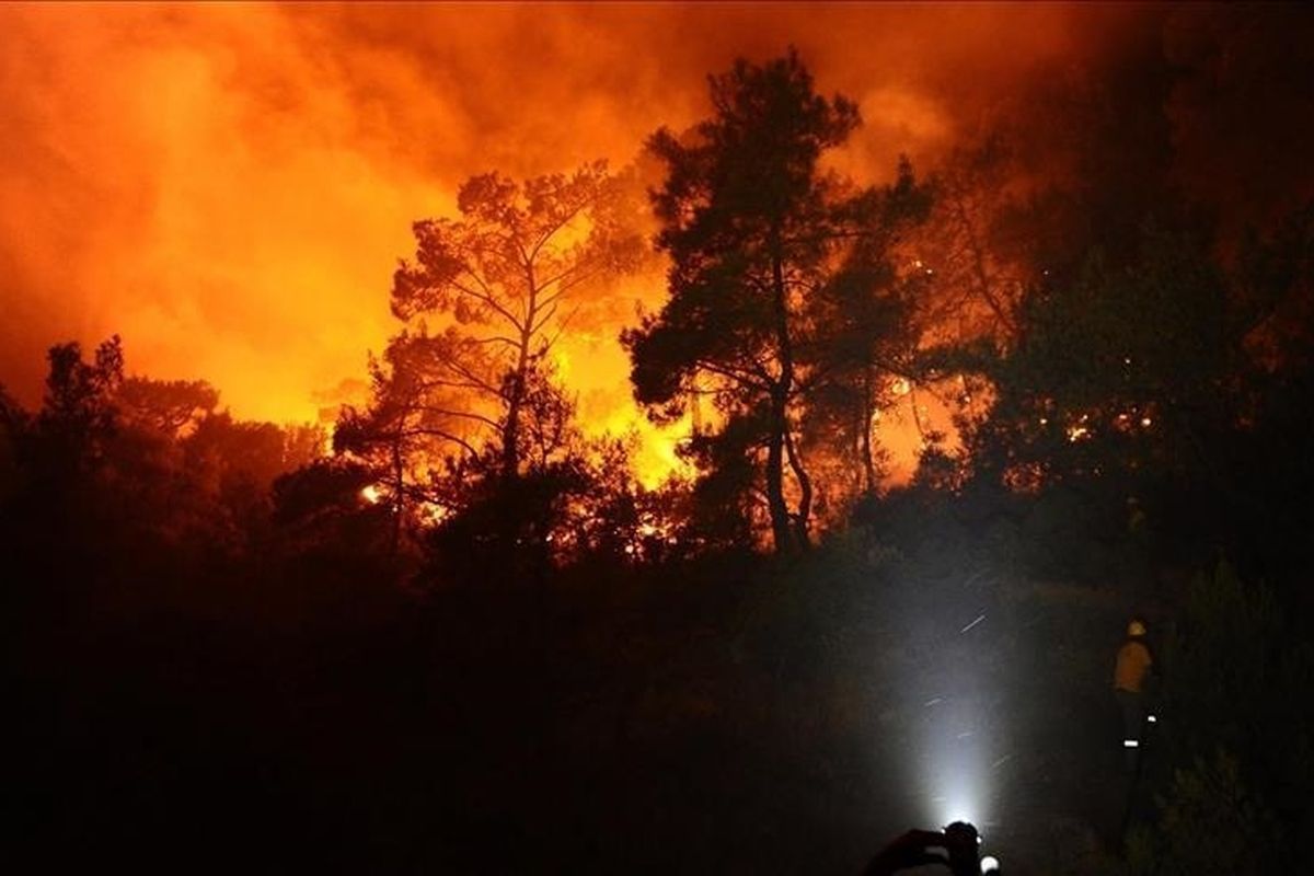 Fakta Menarik Kebakaran Hutan Terbesar dalam Beberapa Dekade di Jepang