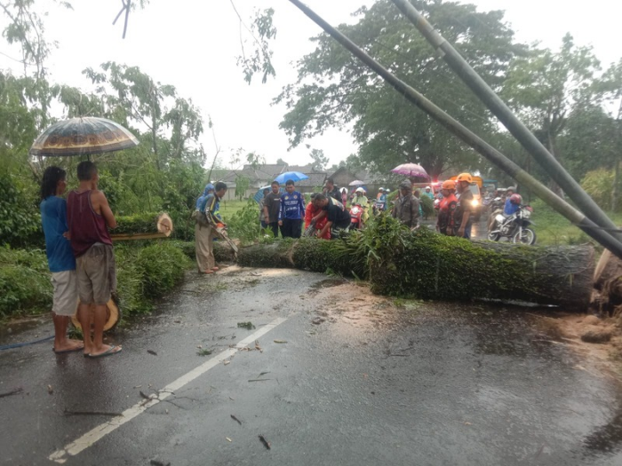 Pemotor Patah Kaki Imbas Angin Kencang dan Hujan Deras Terjang Jember, Pohon Tumbang di 7 Titik