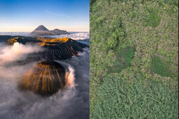 Heboh Penemuan Ladang Ganja di Bromo, TNBTS Beri Klarifikasi!