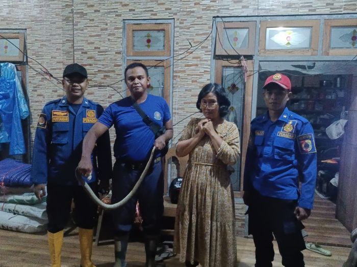 Sahur Bikin Tegang! Warga Jember Panik, King Kobra 1,5 Meter Masuk Rumah