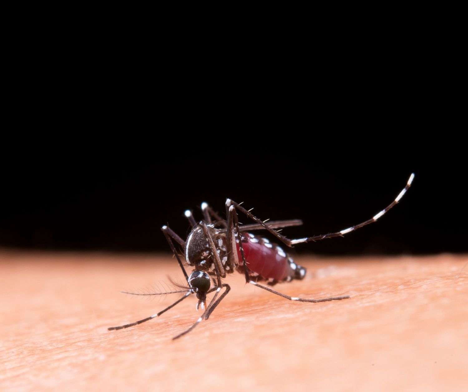 Papua Jadi Episentrum Malaria Diangka 91 Persen, Pakar UGM Desak Kemenkes RI Jadikan Kasus Itu Prioritas Penanganan