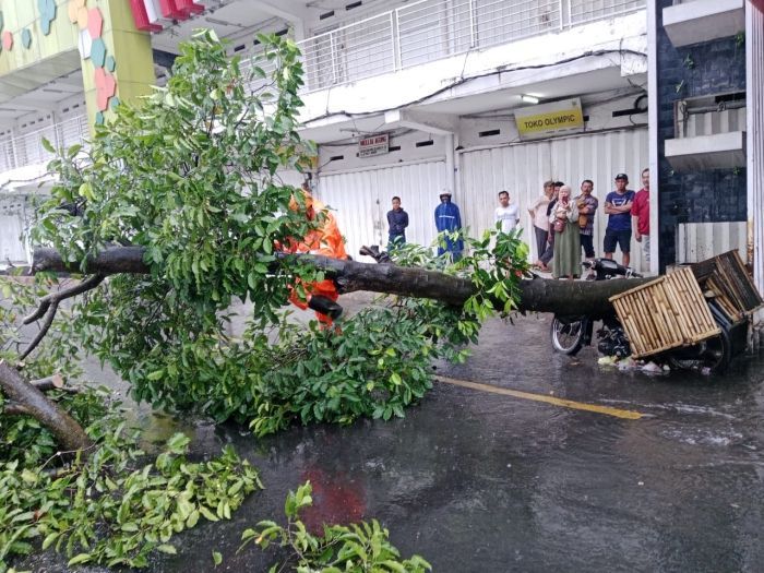 Berteduh dari Hujan, Motor Pedagang Sayur Tertimpa Pohon Besar di Sekitar Pasar Tanjung Jember