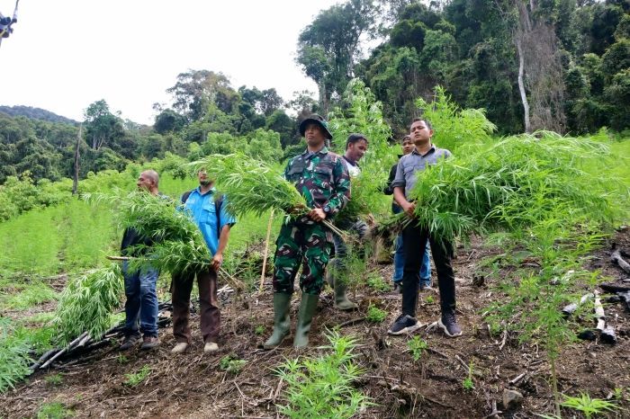 Lawan Narkoba, TNI Kodim 0113/Gayo Lues Jalan Kaki 6 Km untuk Musnahkan Ladang Ganja di Aceh