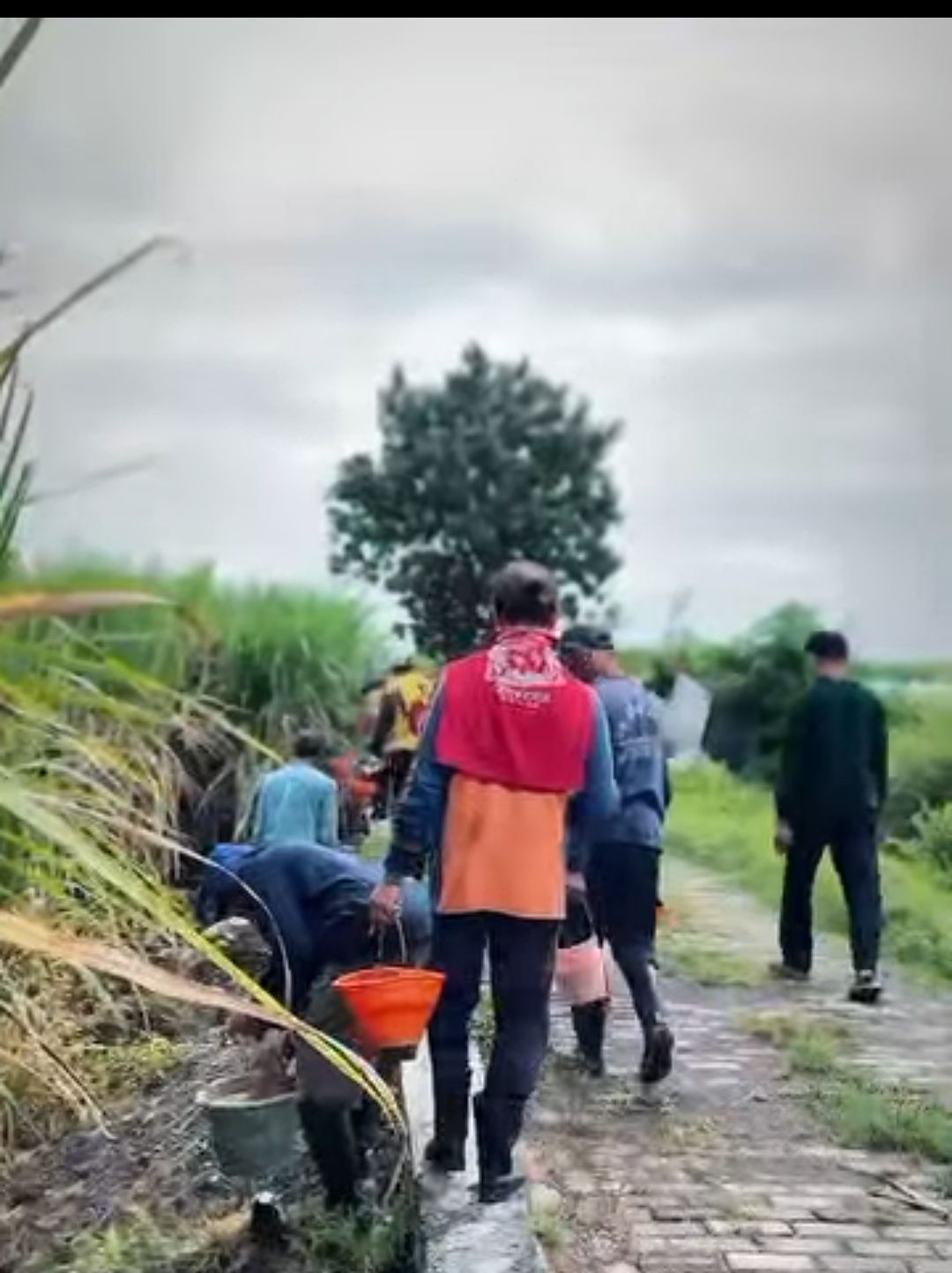 Gerdal Tikus di Sebani: Aksi Kompak Petani dan Dinas Sidoarjo Demi Panen Aman dan Maksimal!