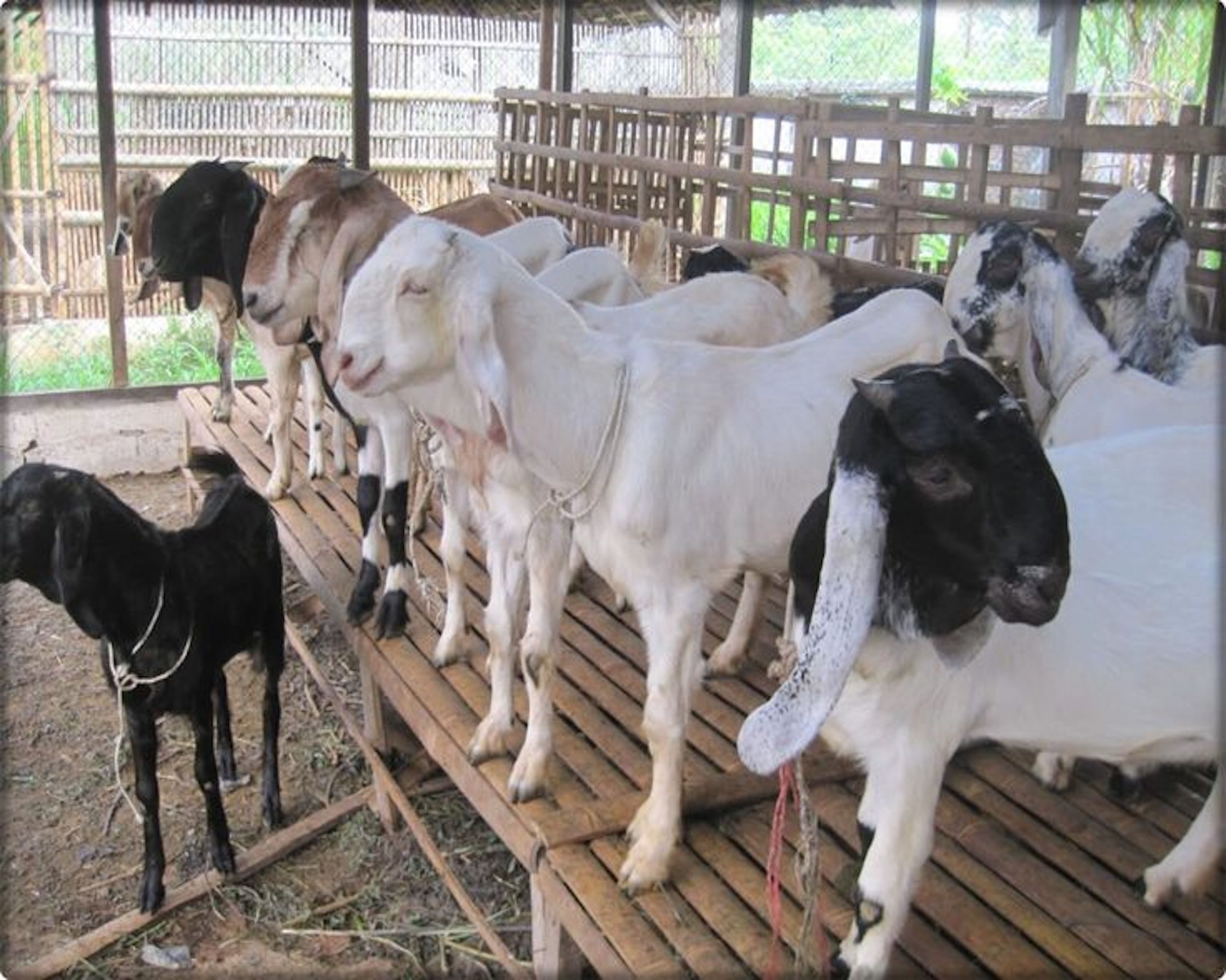 Stok Hewan Kurban di Banyuwangi Melimpah, Dispertapa Pastikan Kebutuhan Idul Adha Aman