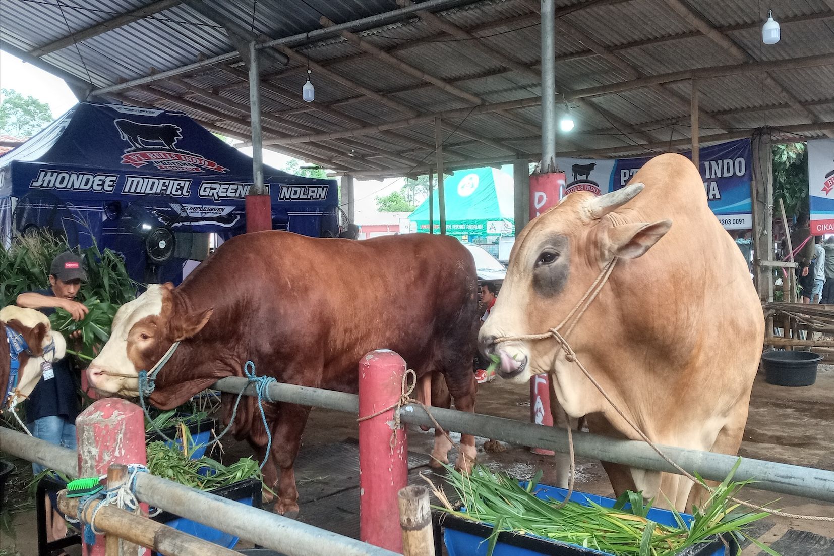 Jelang Kurban, Ratusan Sapi Raksasa Ramaikan Kontes di Boyolali
