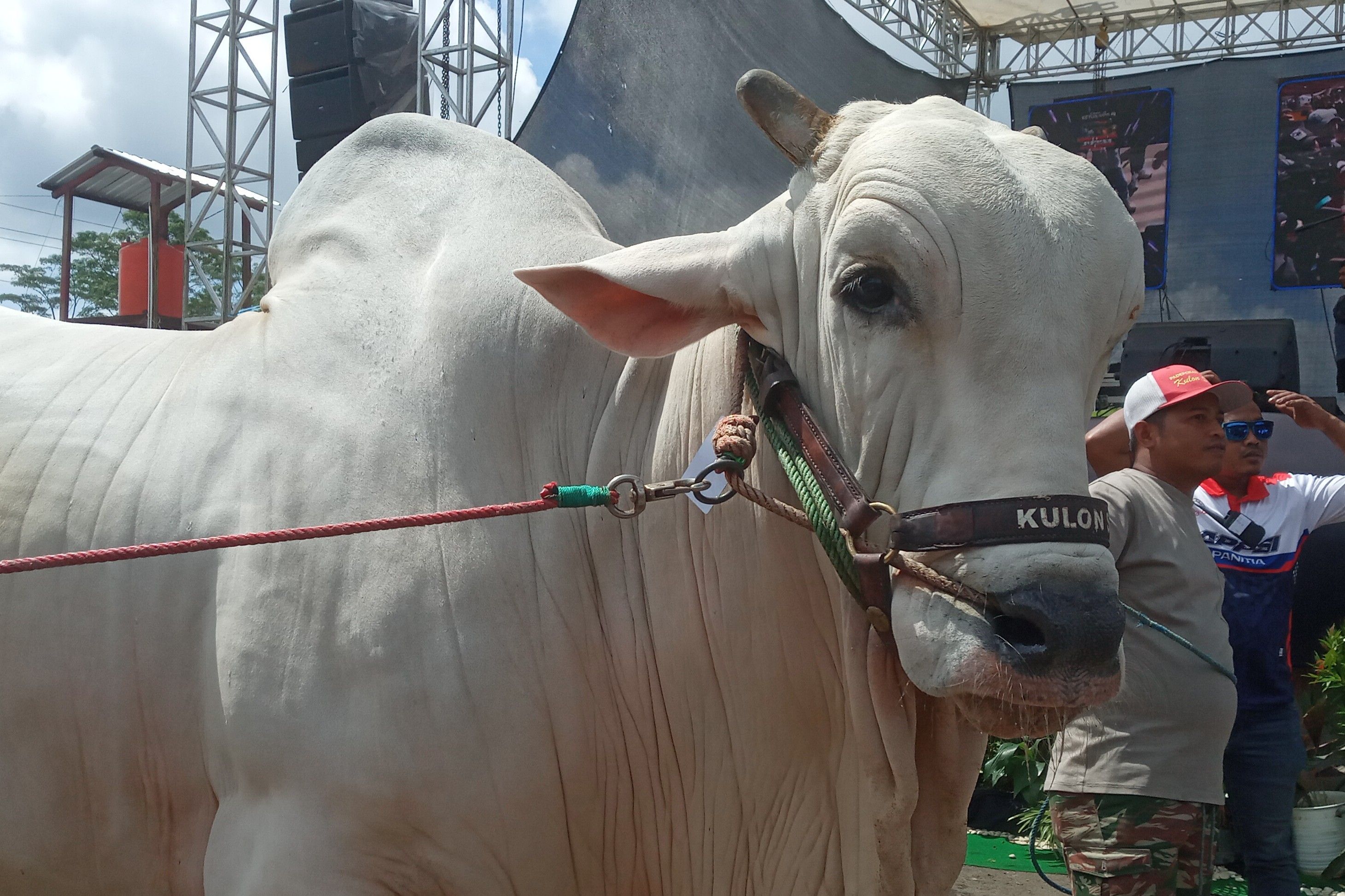 Kembang Lambe, Sapi Raksasa Berbobot Lebih dari 1 Ton Pemenang Kontes di Boyolali