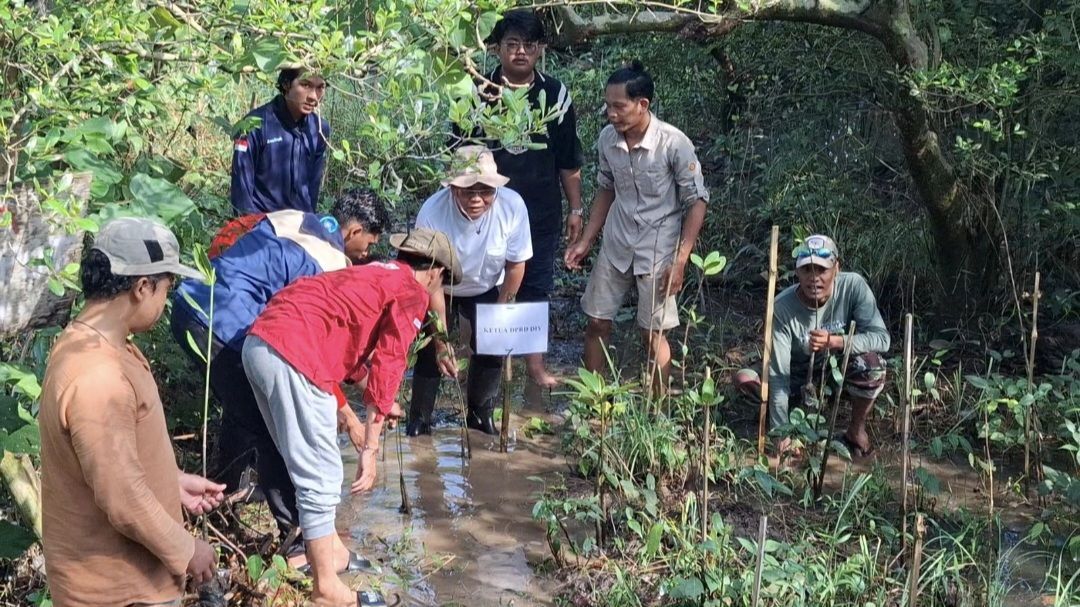 Cegah Abrasi, Ketua DPRD DIY Bersama Mapala Tanam Nagrove di Kawasan Hutan Mangove Pantai Baros