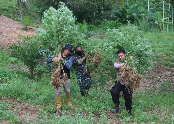 Ini Fakta Ladang Ganja Aceh Makin Luas Sejak 2024, 1,8 Ton Ditemukan TNI di Tengah Hutan