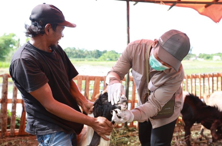 Pastikan Hewan Kurban Bebas PMK, Dispertan Banyuwangi Intensifkan Pemeriksaan