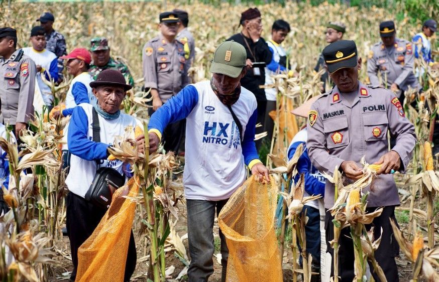 Panen Raya Jagung di Banyuwangi: Langkah Nyata Kolaborasi demi Swasembada Pangan