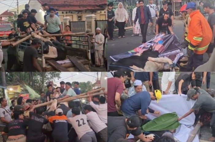 Damkarmat Turun Tangan Atasi Sapi Kurban Ngamuk di Banyuwangi, Disembelih di Tengah Jalan 