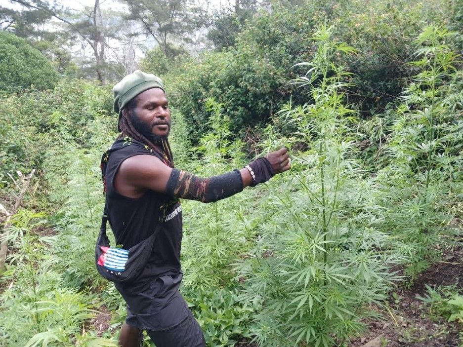 Hp Pentolan KKB Egianus Kogoya Ditemukan, Isinya Dokumentasi Pamer Kebun Ganja Untuk Operasional KKB