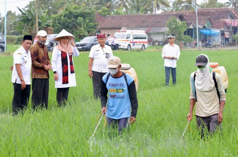 Semester Pertama 2025 Banyuwangi Surplus 159 Ribu Ton Beras, Target Swasembada Diperkirakan Tercapai 
