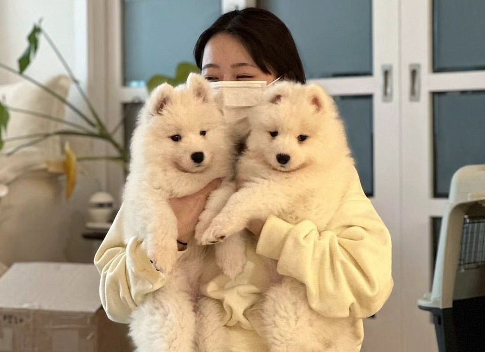 Cerita YouTuber Korea Sukses Kloning Anjing, Solusi Kala Para Majikan Ditinggal Mati Anabul