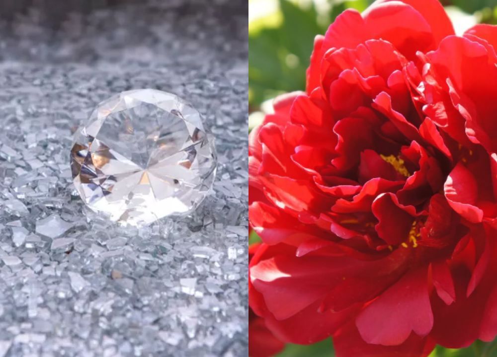  Ilmuwan China Berhasil Ciptakan Berlian Buatan dari Bunga Peony, Bernilai Rp725 Juta