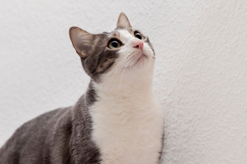8 Aplikasi yang Sebenarnya Dibutuhkan oleh Pemilik Kucing, Apa Saja?
