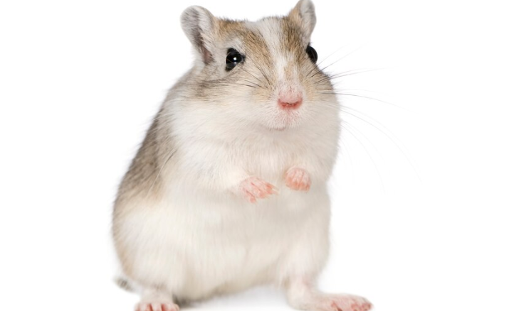 17 Ide Nama Saluran WhatsApp Pencinta Hamster, Gemes Maksimal!