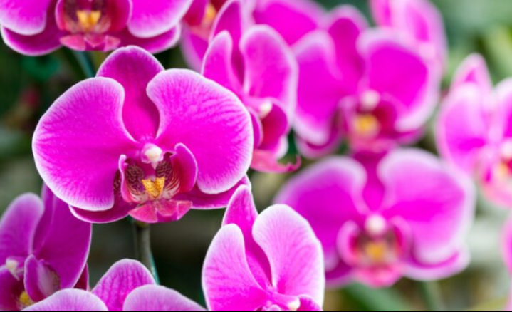 17 Ide Nama Saluran WhatsApp Pecinta Anggrek, Biar Obrolan Makin Harum dan Estetik!