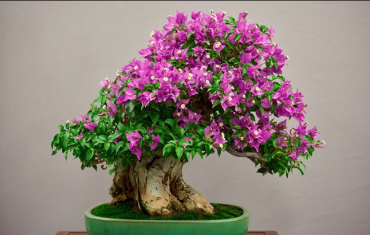 17 Ide Nama Saluran WhatsApp Pecinta Bonsai yang Keren, Estetik, dan Penuh Makna!