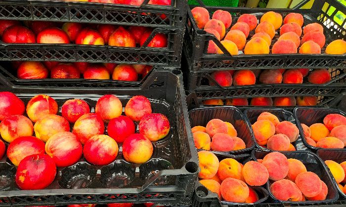 Sama-sama Dijuluki Buah Batu, Kenali Perbedaan “Si Kembar” Nektarin dan Buah Persik 