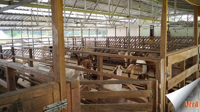 Susu Kambing Ternyata Boleh Diminum Orang yang Alergi, Ini Penjelasan Dokter
