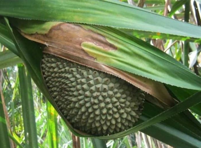 Woromo! Buah Khas Papua yang Mirip dengan Nangka, Bagaimana Rasanya?