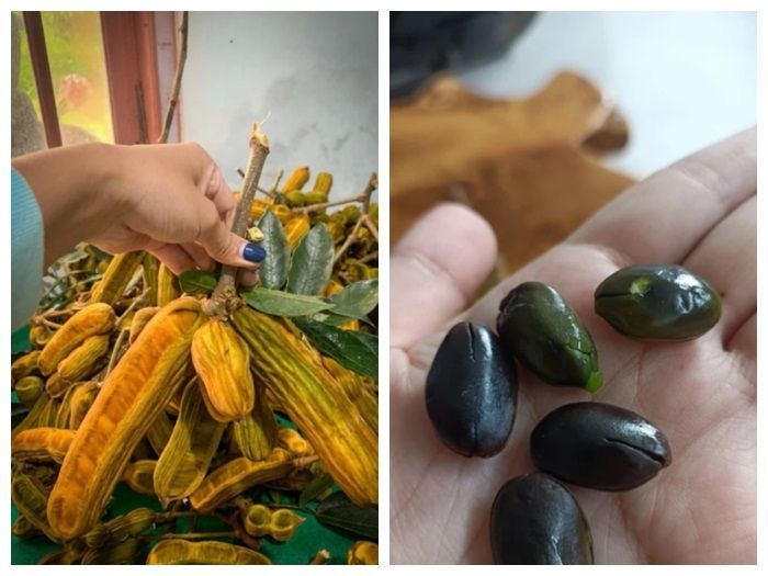 Sensasi Segarnya Buah Salju Bedugul: Si Mungil Penuh Kejutan